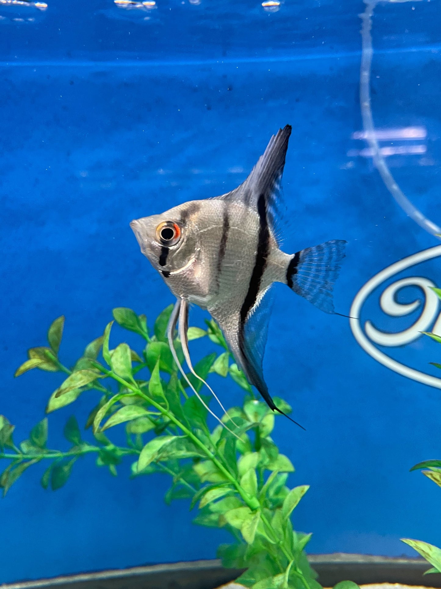 Leopold's Angelfish