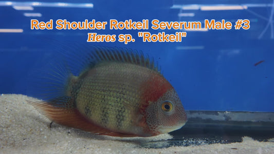 WYSIWYG Red Shoulder Rotkeil Severum Male #3
