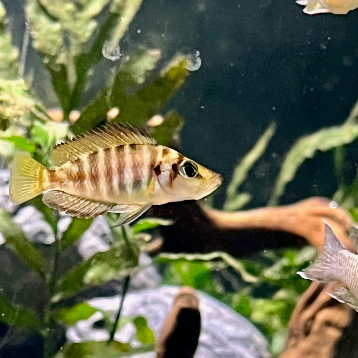 Kaguna Red Compressiceps