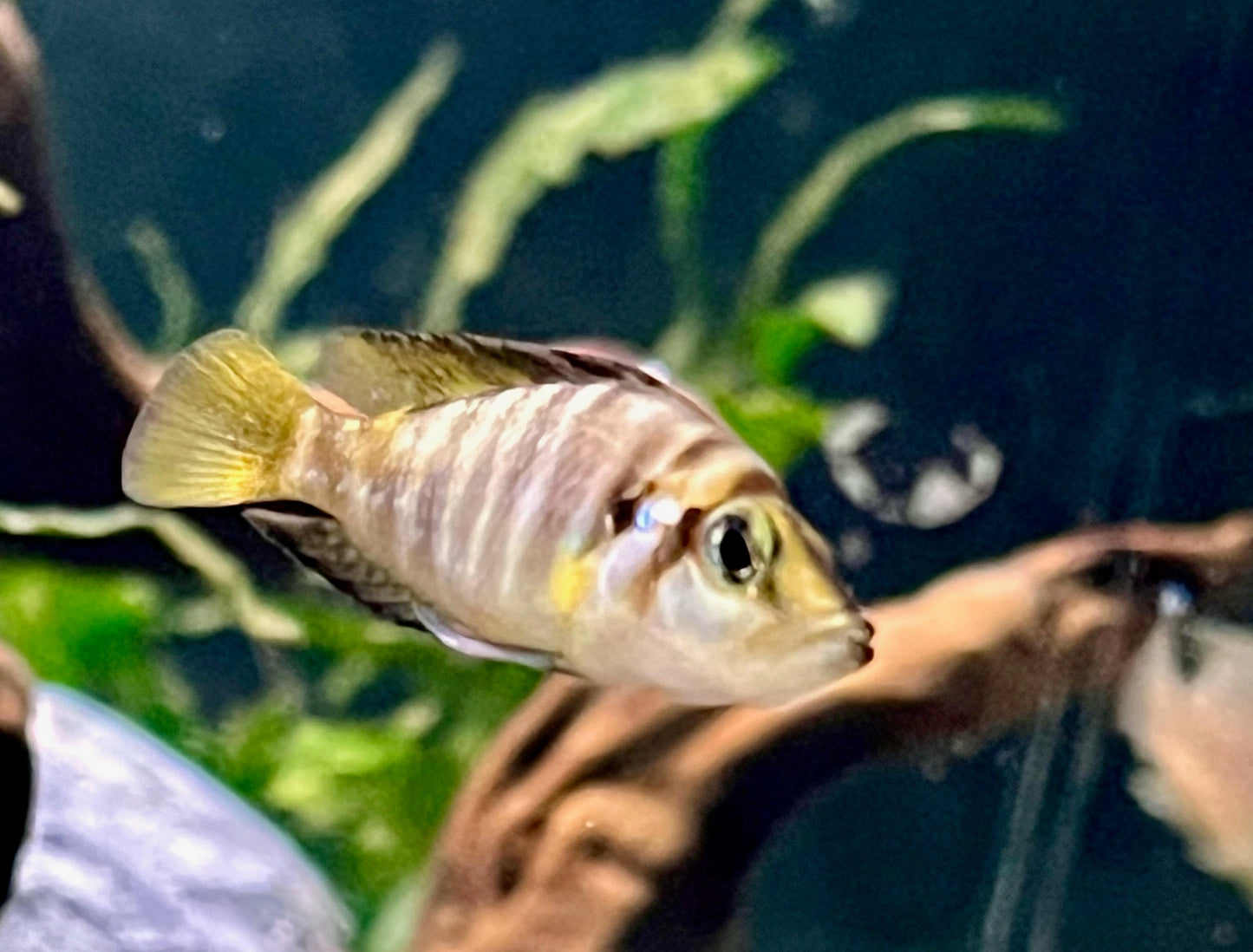 Kaguna Red Compressiceps