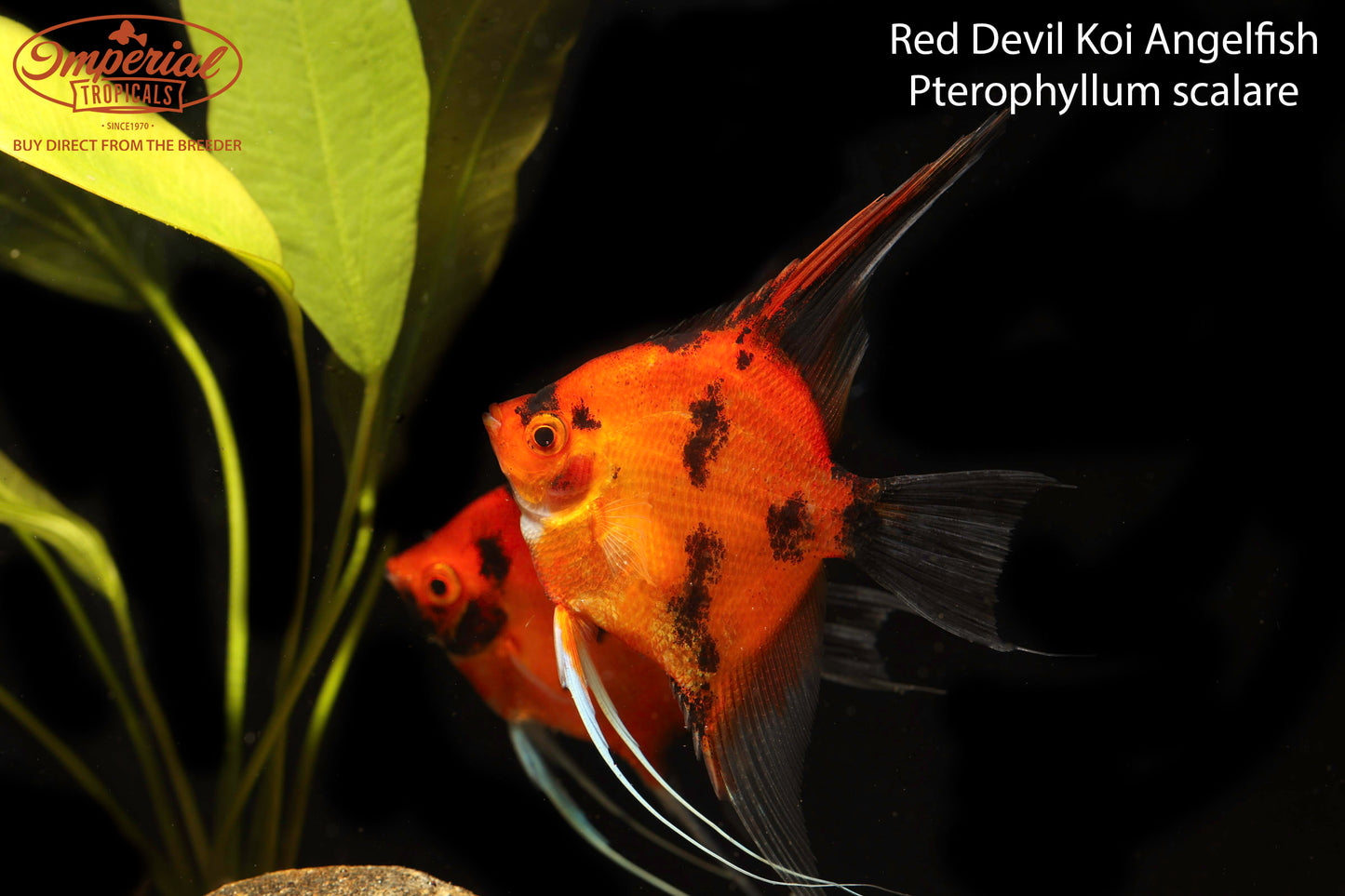 Red Devil Koi Angelfish