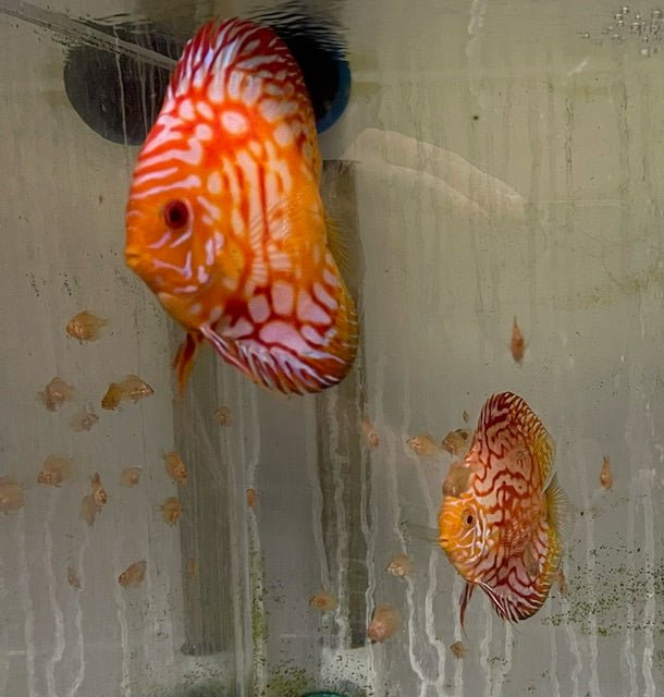 Red Rafflesia Discus