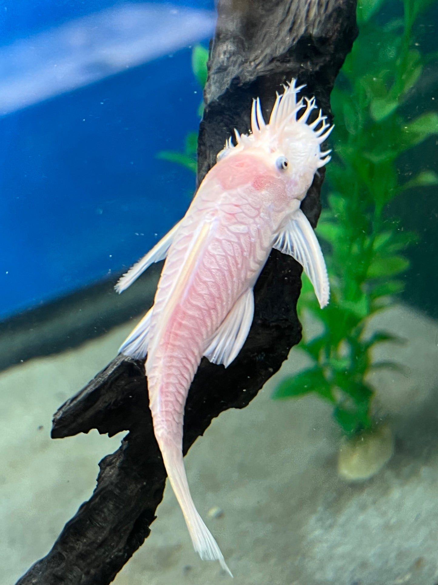 Snow White Bushynose