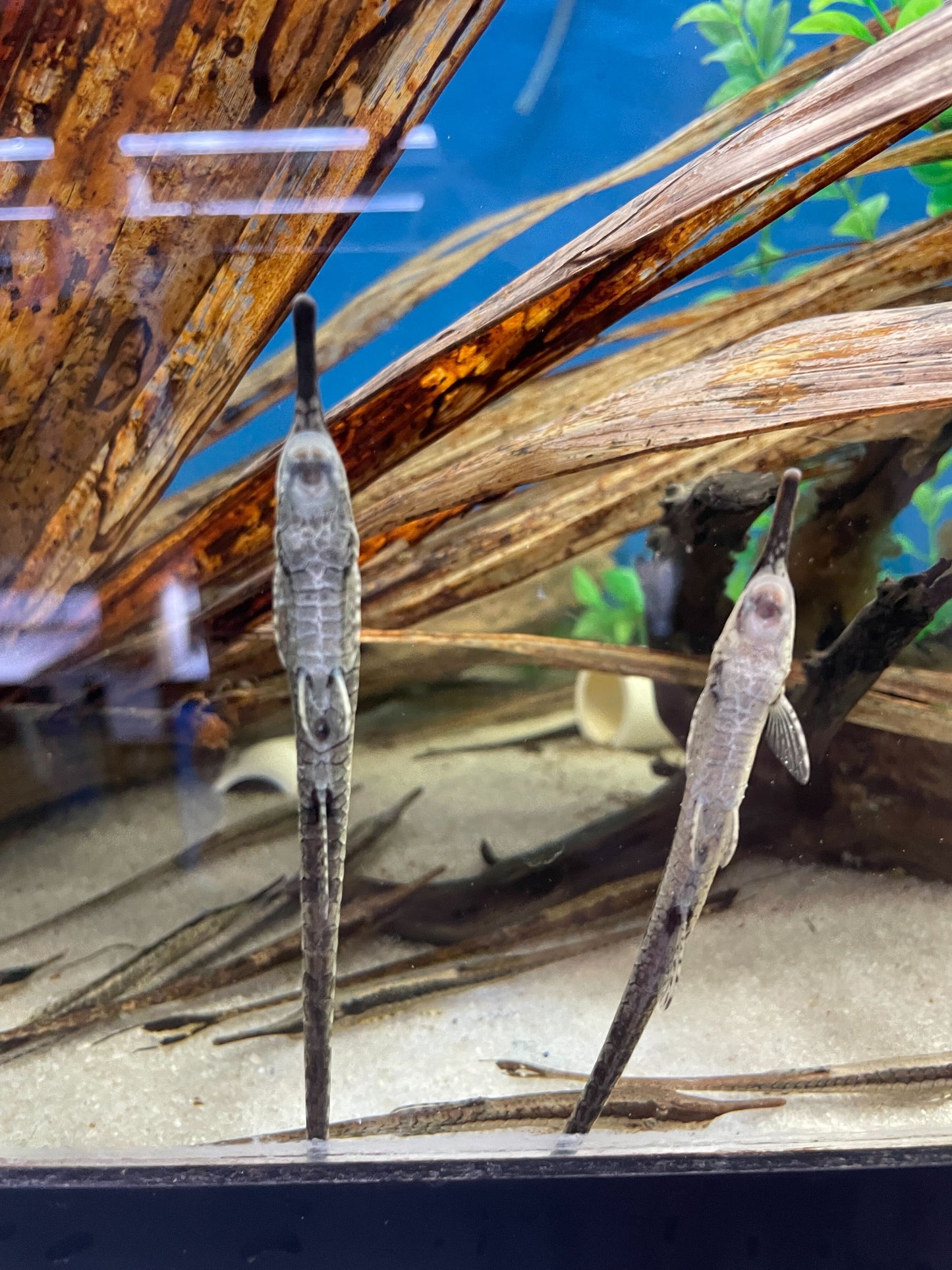 Twig Catfish