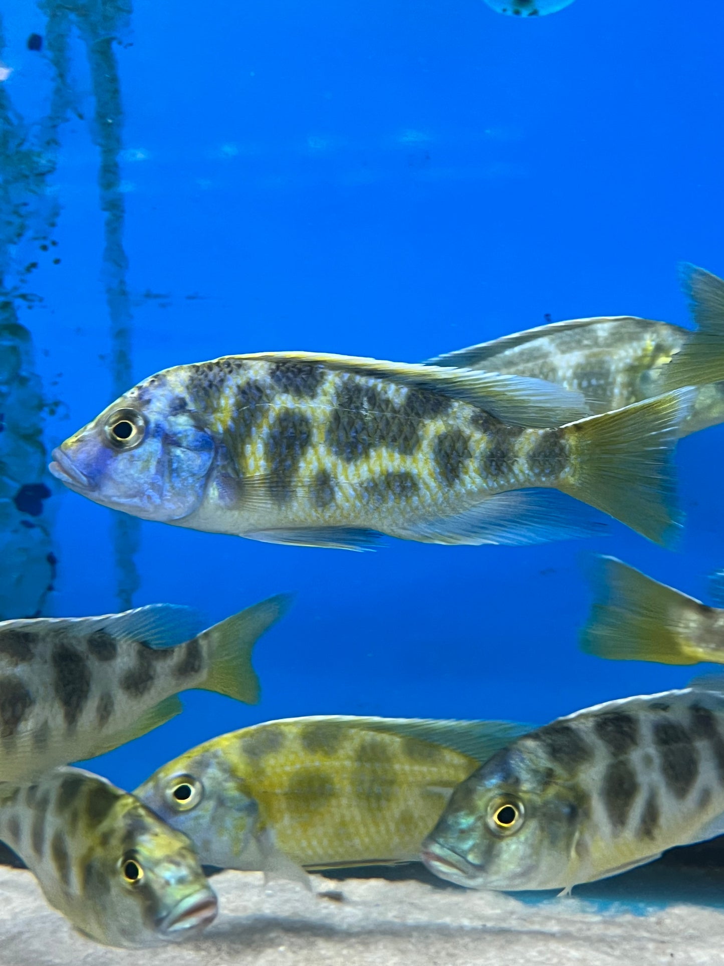 Giraffe Cichlid