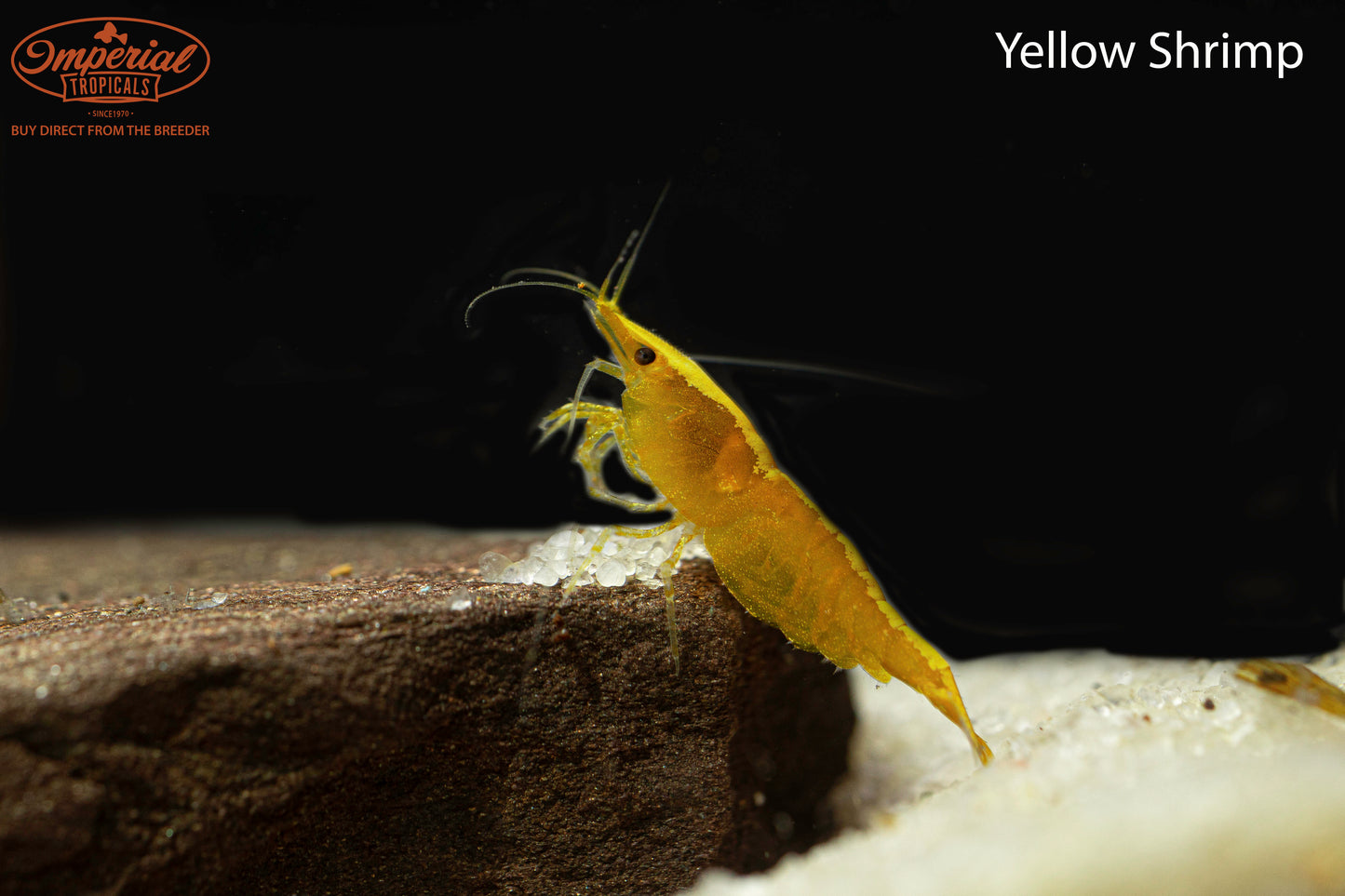 Yellow Shrimp