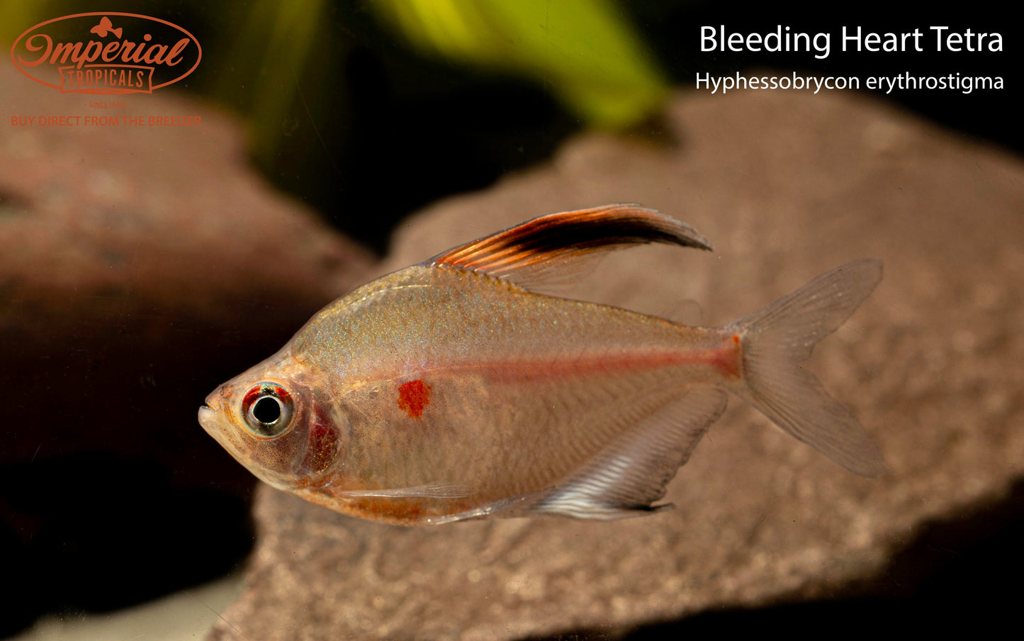 Bleeding Heart Tetra