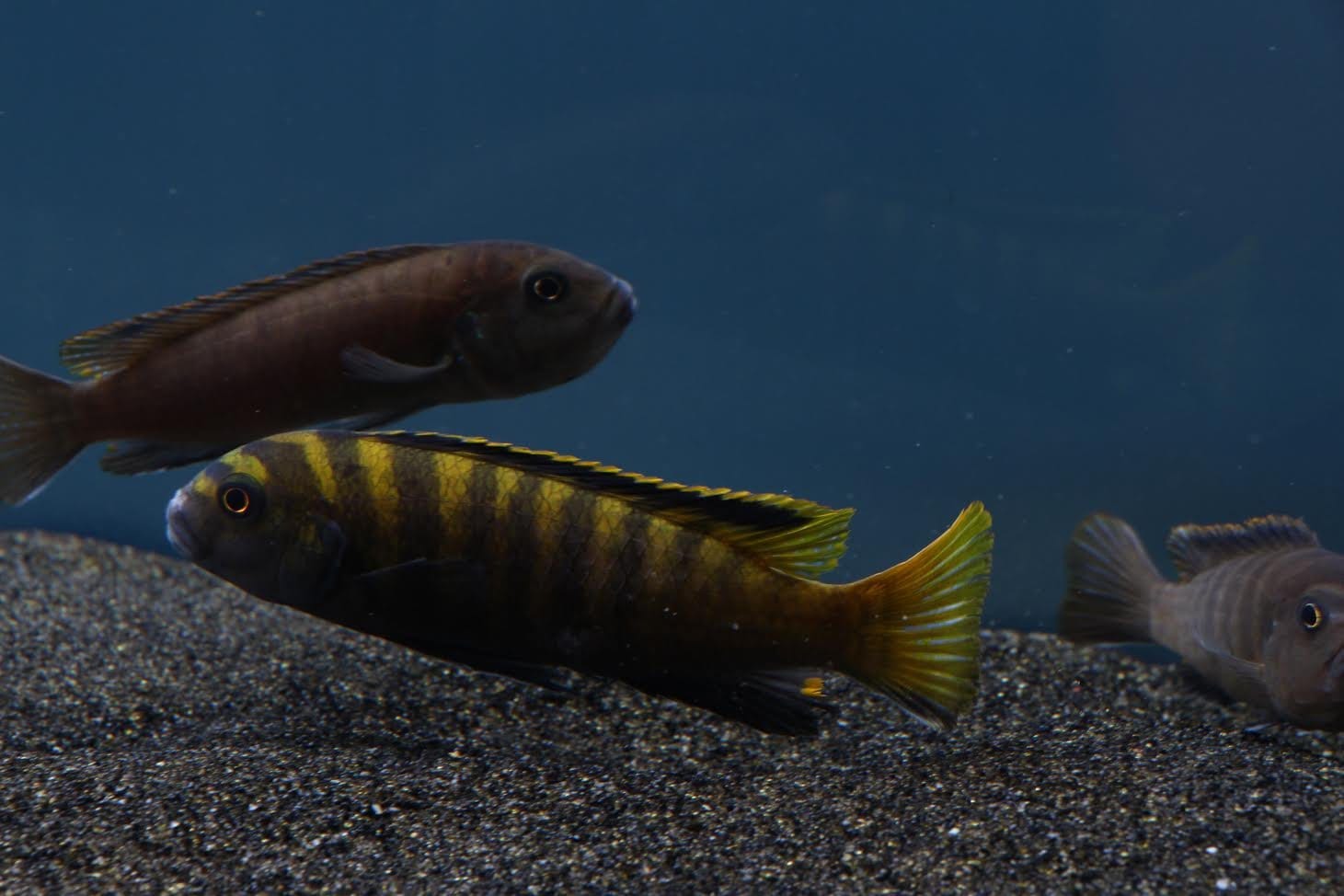 Yellow Dingani Cichlid (Pseudotropheus flavus) - Imperial Tropicals