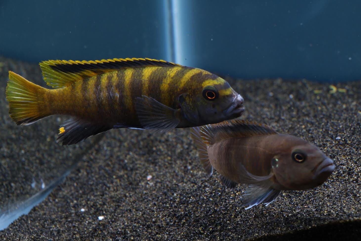 Yellow Dingani Cichlid (Pseudotropheus flavus) - Imperial Tropicals