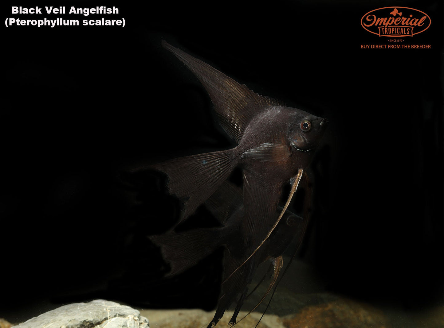 Black Veil-Tail Angelfish