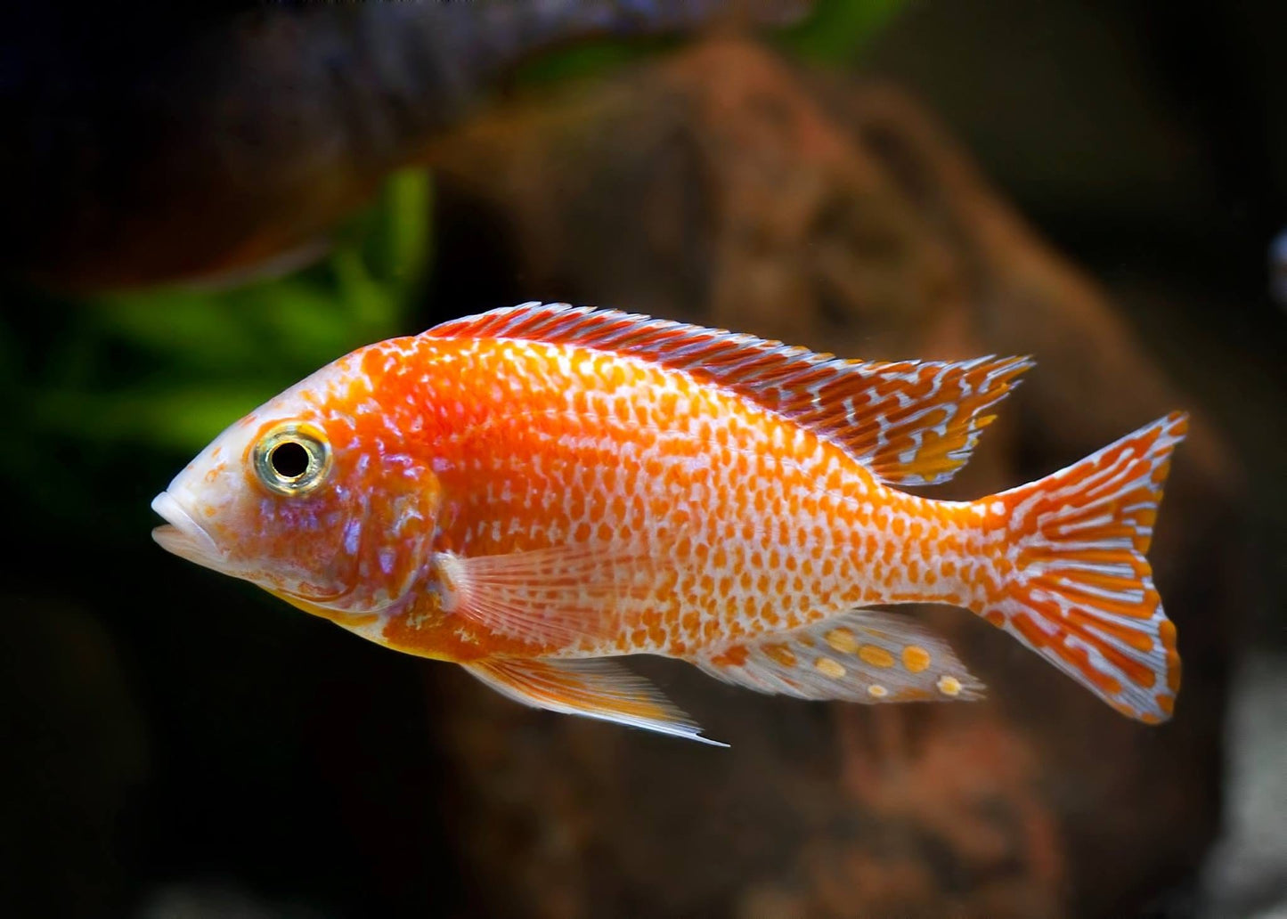 Dragon Blood/Firefish Peacock Cichlid (Aulonocara sp.) - Imperial Tropicals