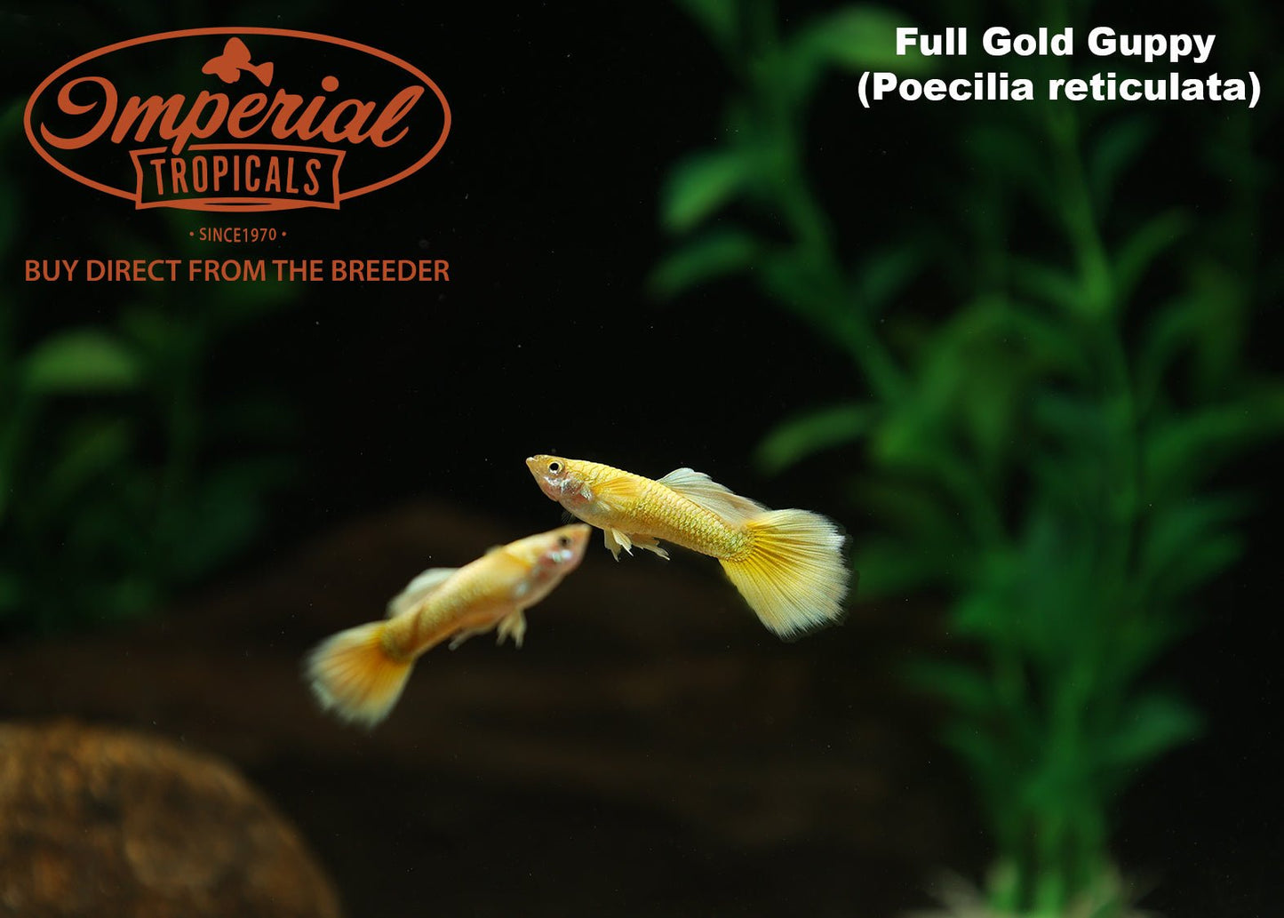 Full Gold Guppy