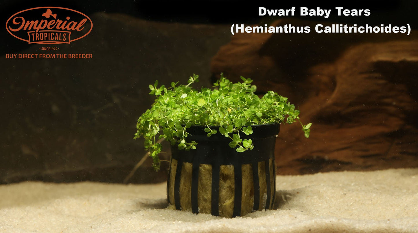 Dwarf Baby Tears
