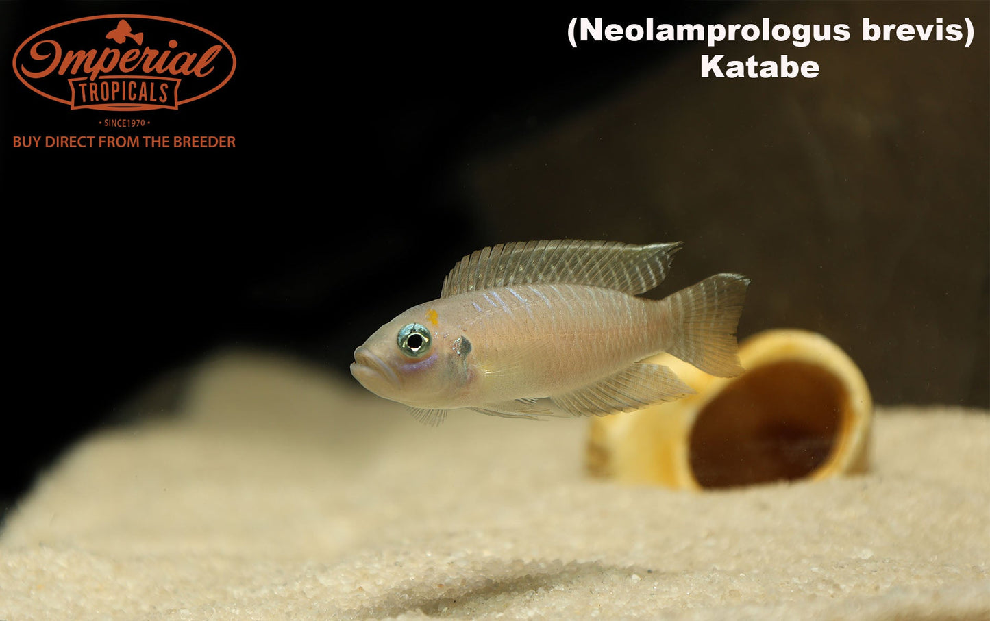 Neolamprologus brevis "Katabe"