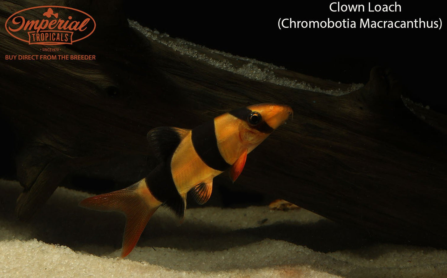 Clown Loach