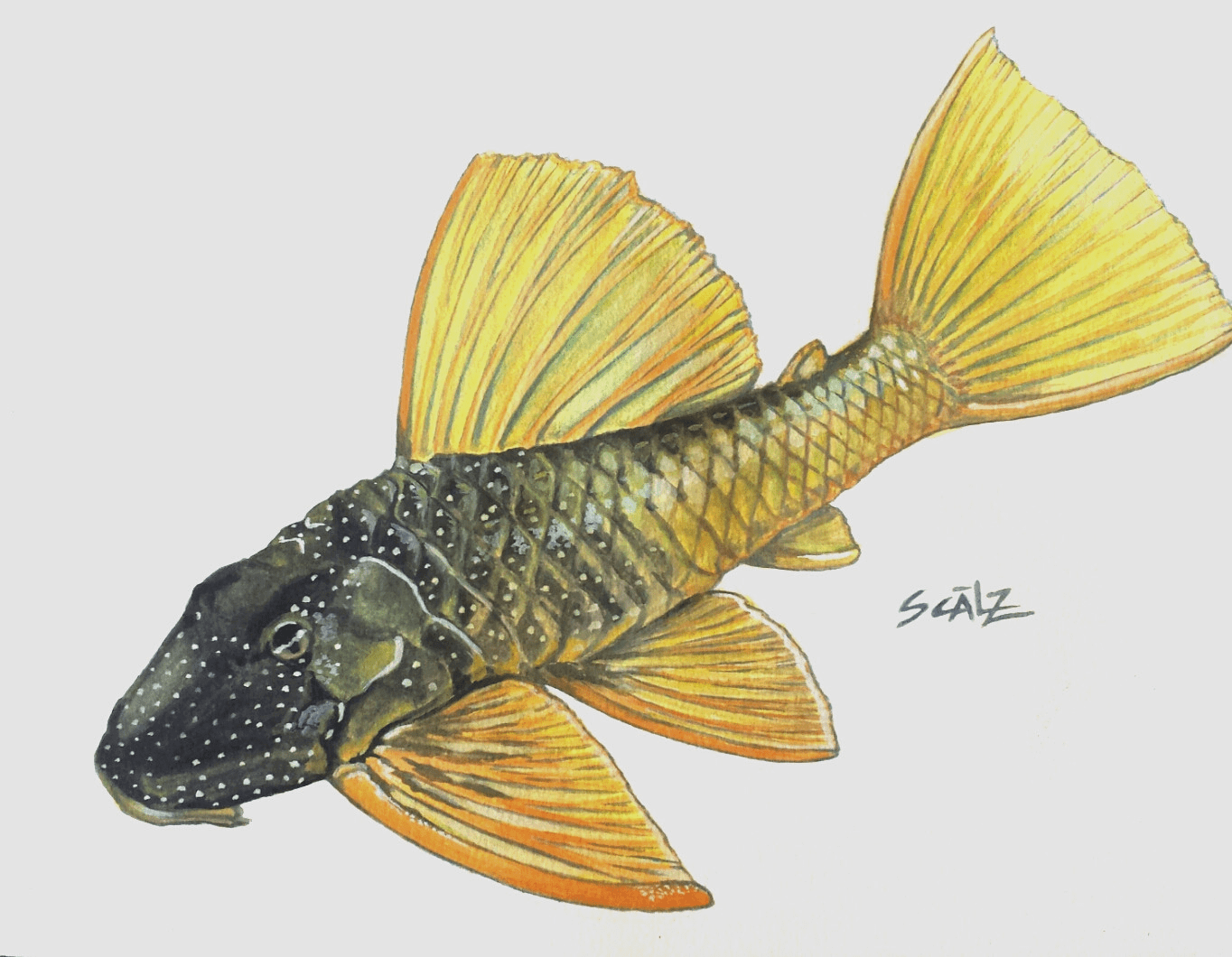 (Wild) Hypostomus Luteus (Phase 2) - Imperial Tropicals