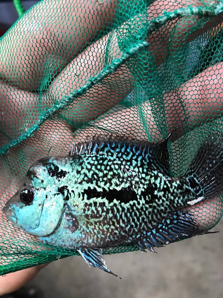 Kamfamalau Flowerhorn - Imperial Tropicals