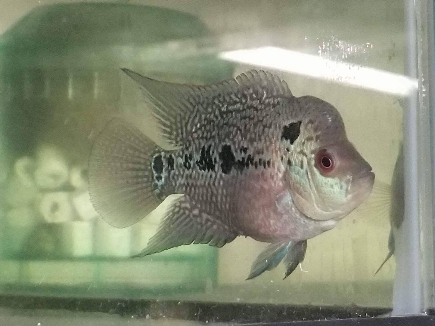 Kamfamalau Flowerhorn - Imperial Tropicals