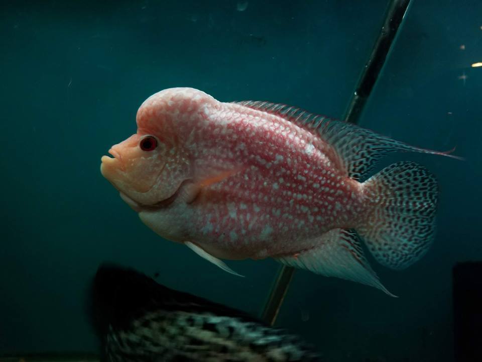 Kamfamalau Flowerhorn - Imperial Tropicals