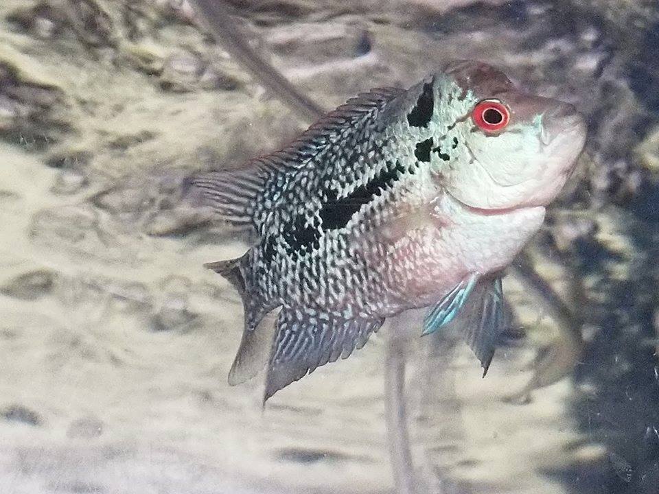 Kamfamalau Flowerhorn - Imperial Tropicals