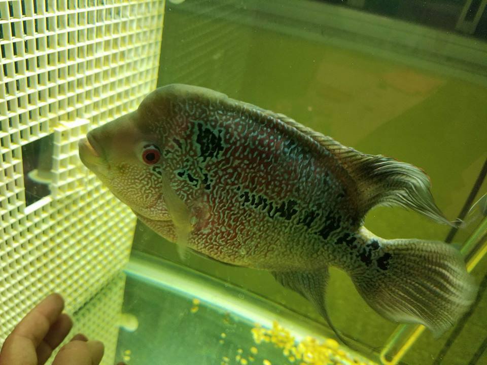 Kamfamalau Flowerhorn - Imperial Tropicals