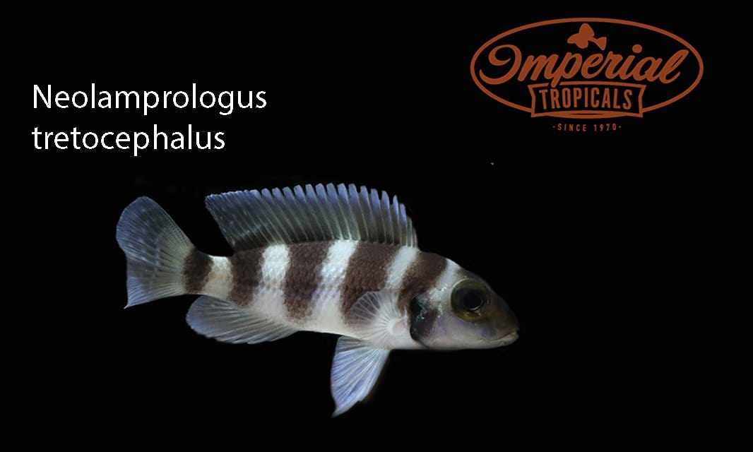 (Neolamprologus tretocephalus) - Imperial Tropicals