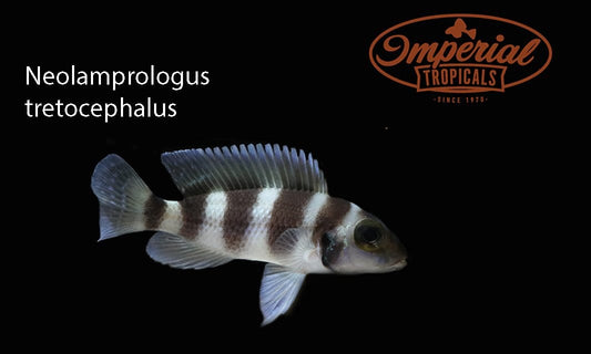 (Neolamprologus tretocephalus) - Imperial Tropicals
