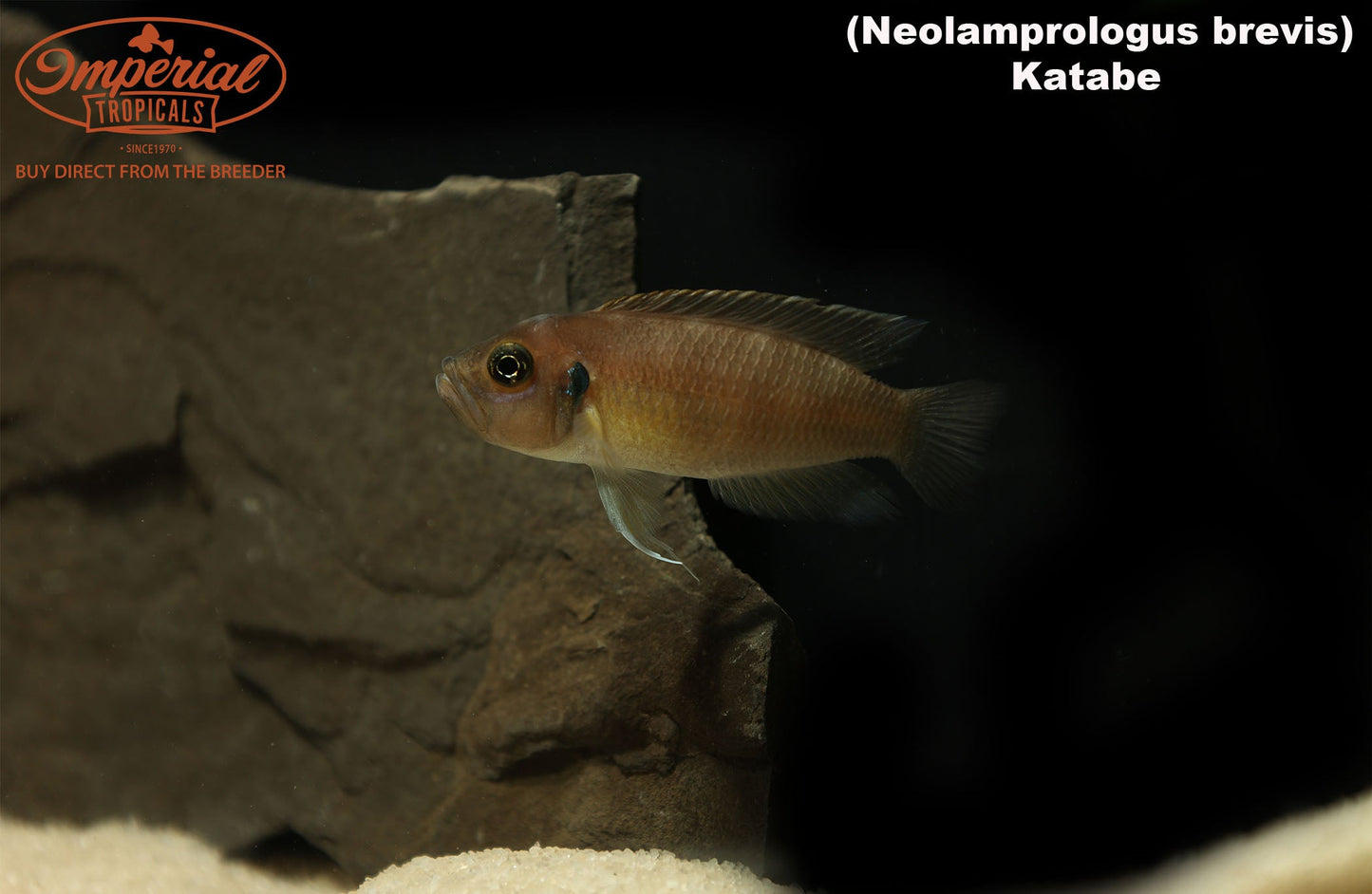 Neolamprologus brevis "Katabe"