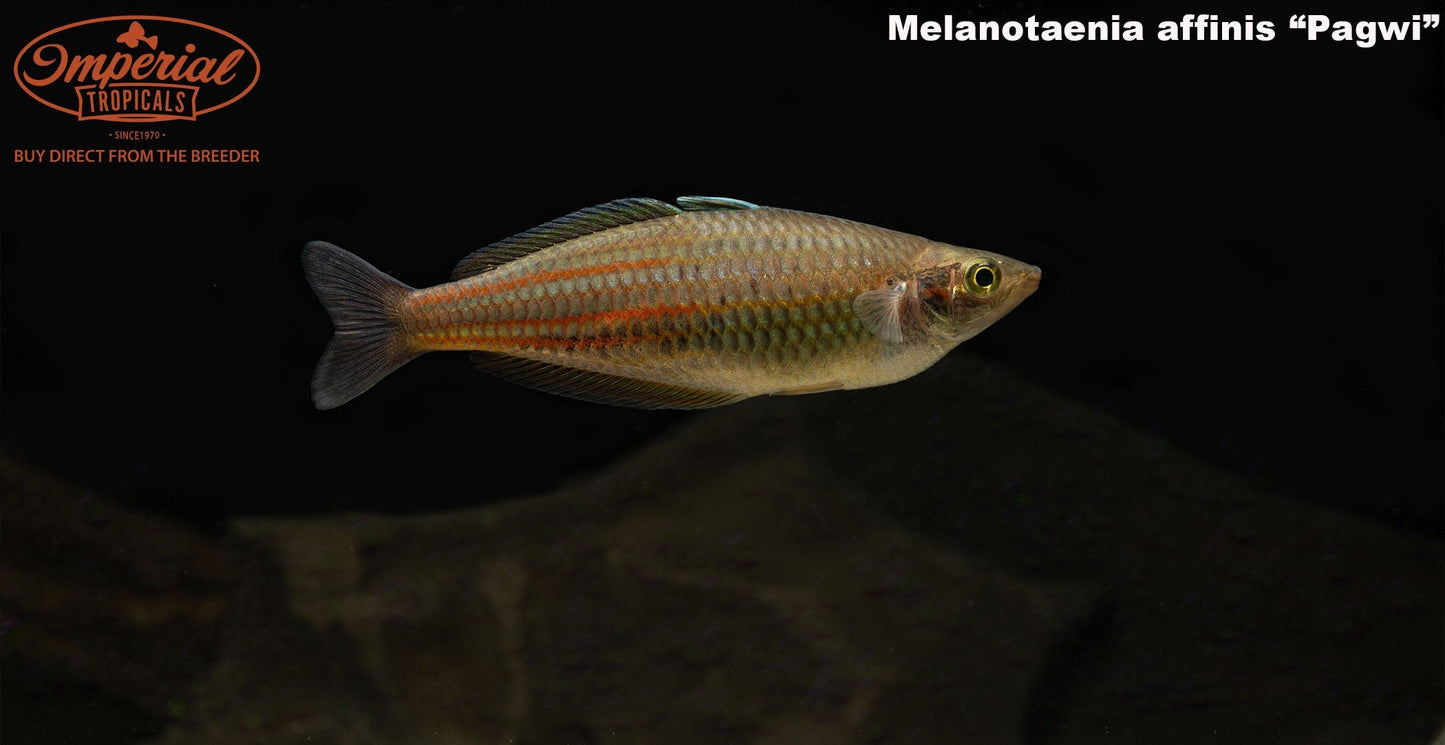 Pagwi Rainbowfish