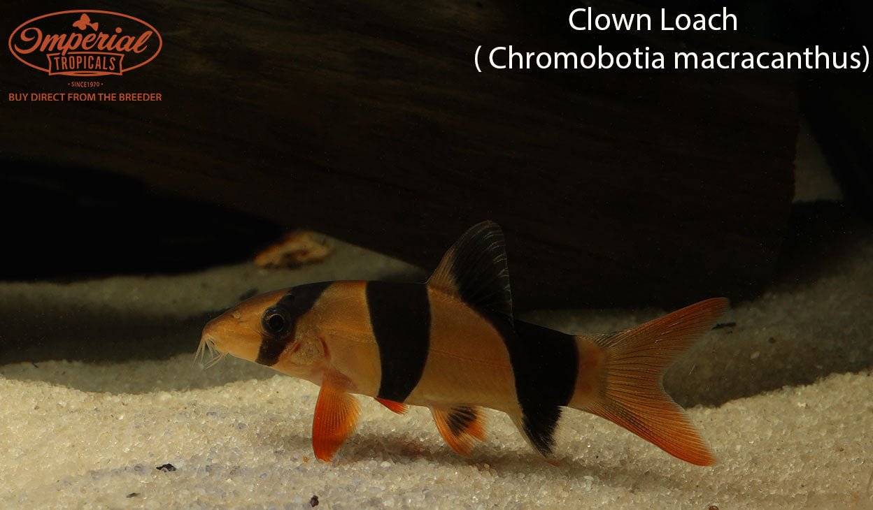 Clown Loach