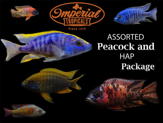 Assorted Peacock/Hap Cichlid Package