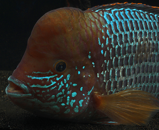 Green Terror (Andinoacara rivulatus) - Imperial Tropicals