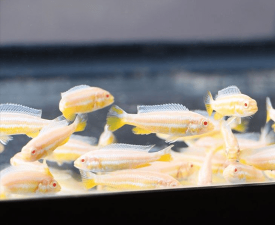 Albino Golden Cichlid (Melanochromis auratus) - Imperial Tropicals