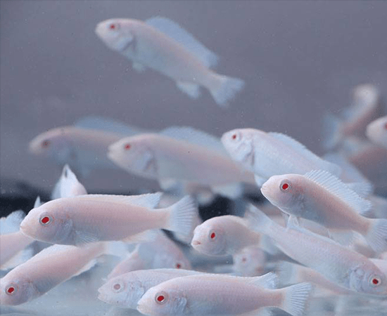 Albino Socolof's Cichlid (Pseudotropheus socolofi) - Imperial Tropicals