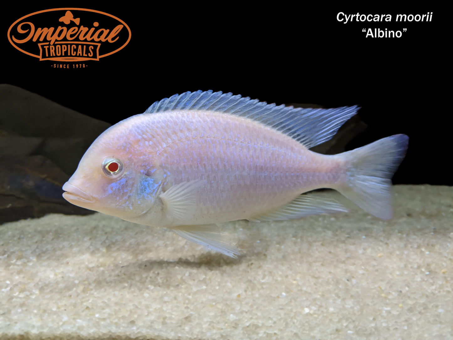 Albino Blue Dolphin