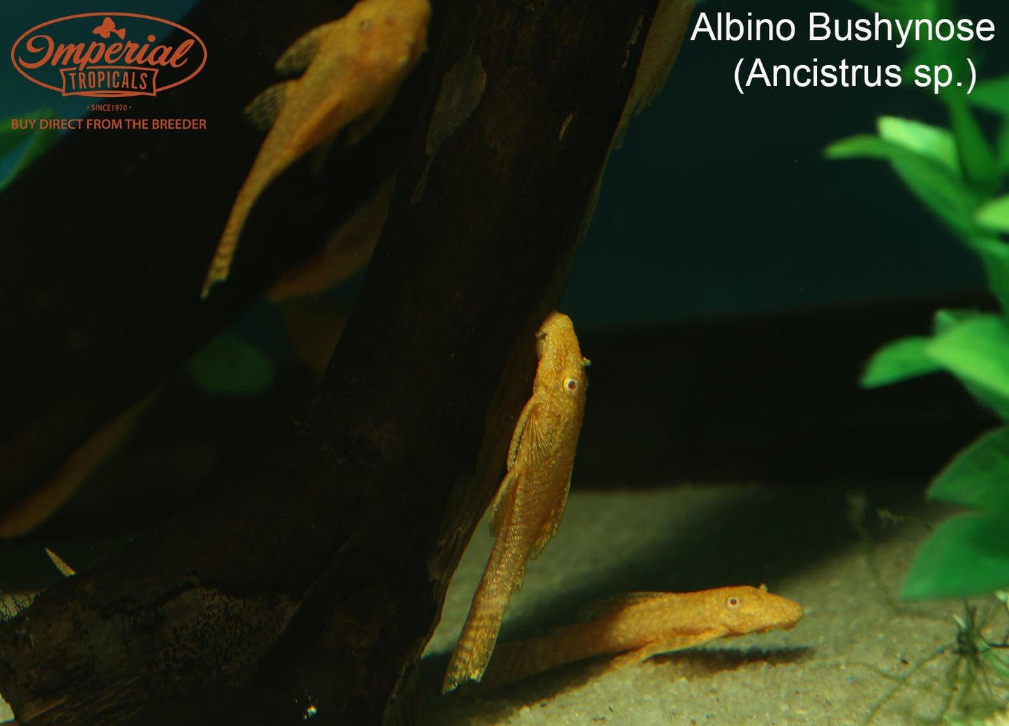 Albino Bushynose
