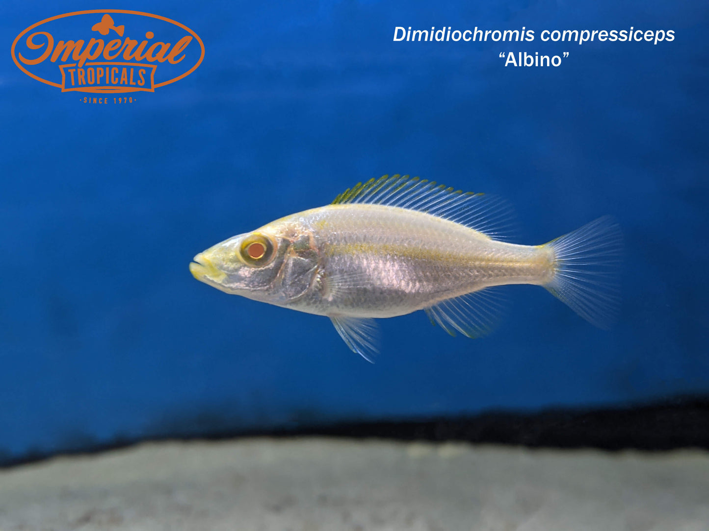 Albino Malawi Eyebiter