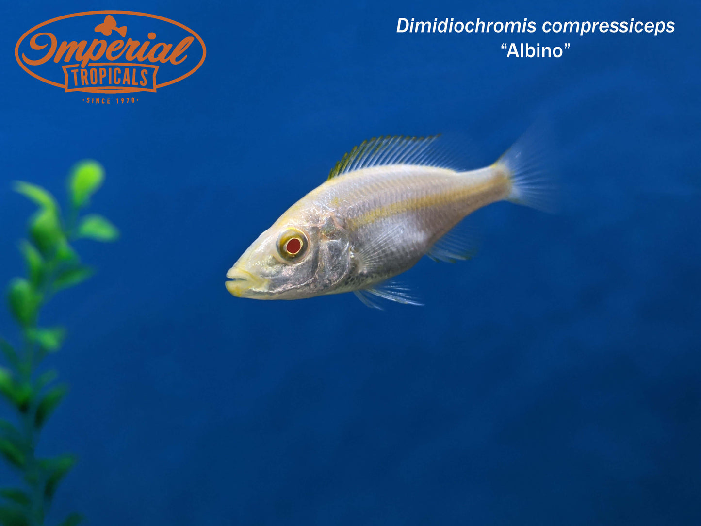 Albino Malawi Eyebiter