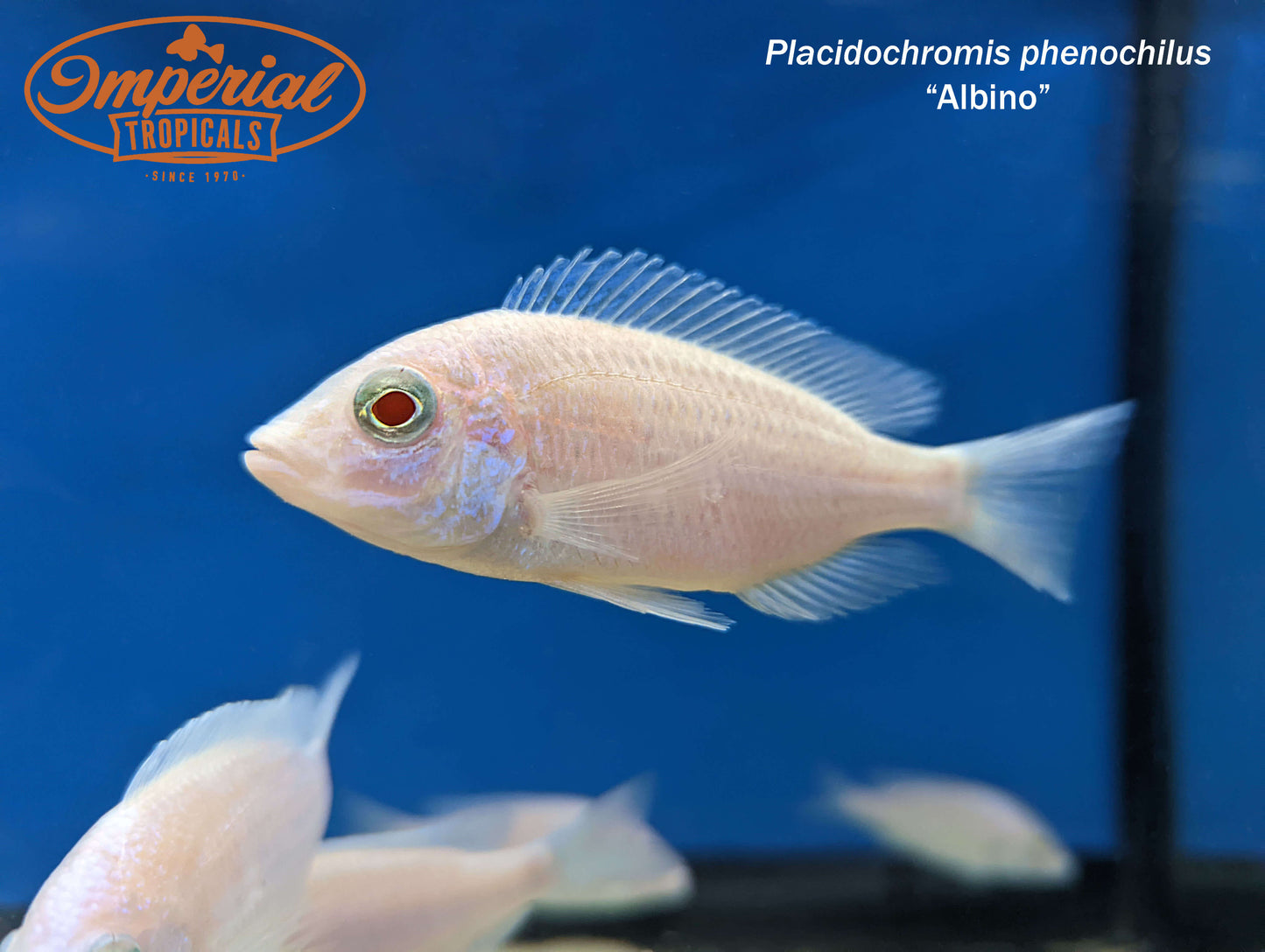 Albino Mdoka White Lips