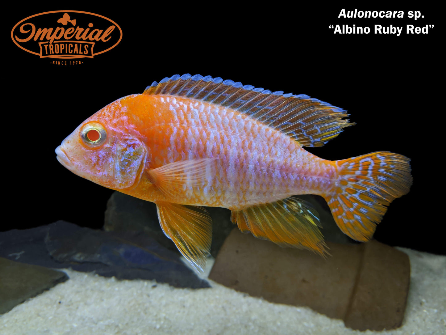 Albino Ruby Red Peacock