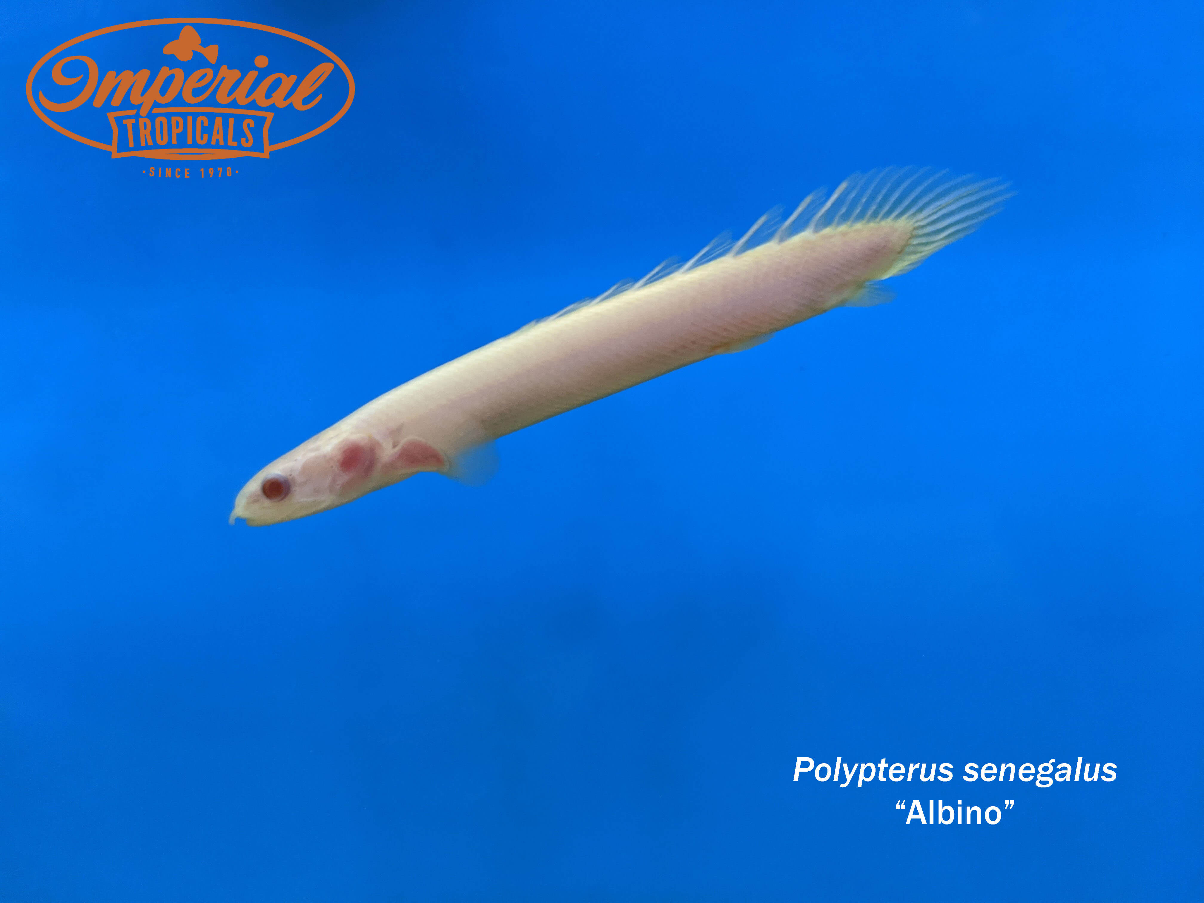 Platinum Senegal Bichir / Polypterus Senegalus  Live Freshwater Tropical  Fish For Sale Online