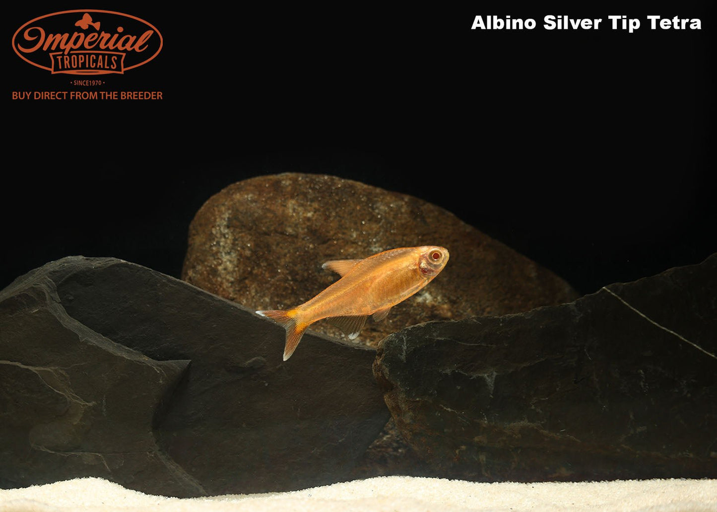 Albino Silver Tip Tetra