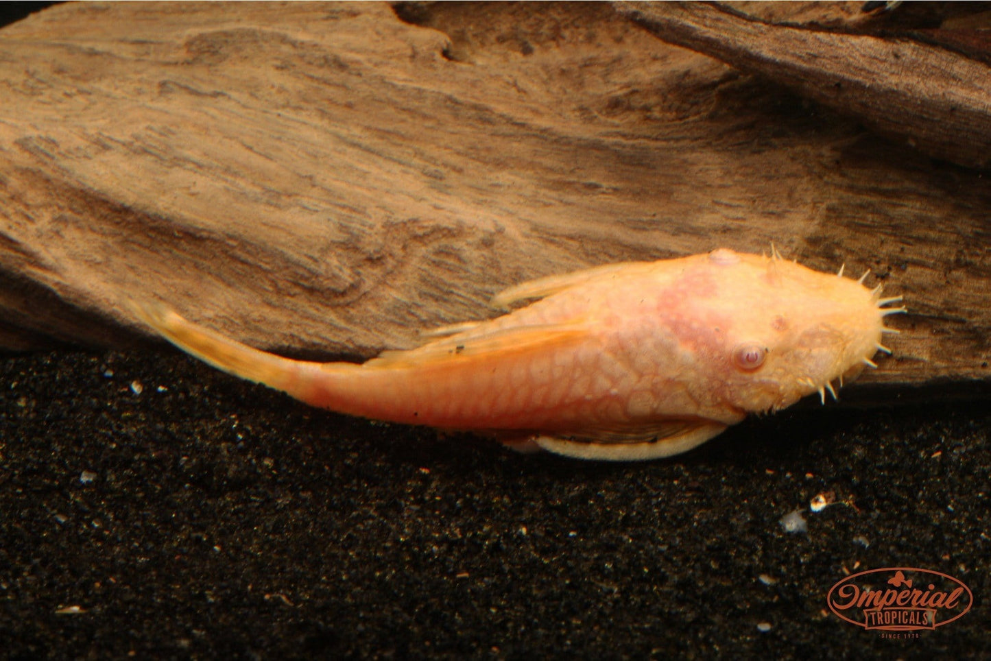 Albino Bushynose (Ancistrus sp.) - Imperial Tropicals