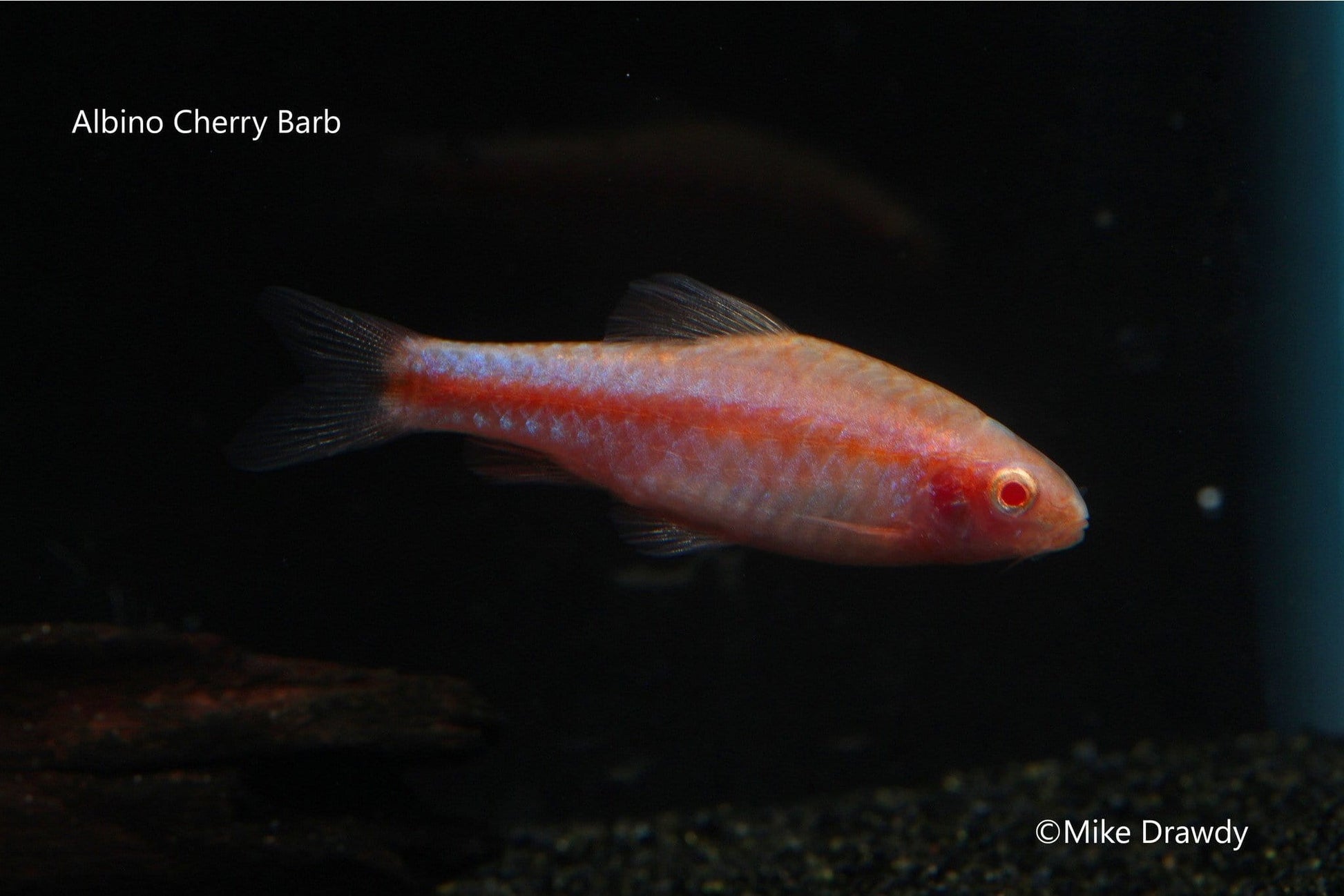 Albino Cherry Barb (Puntius titteya) - Imperial Tropicals