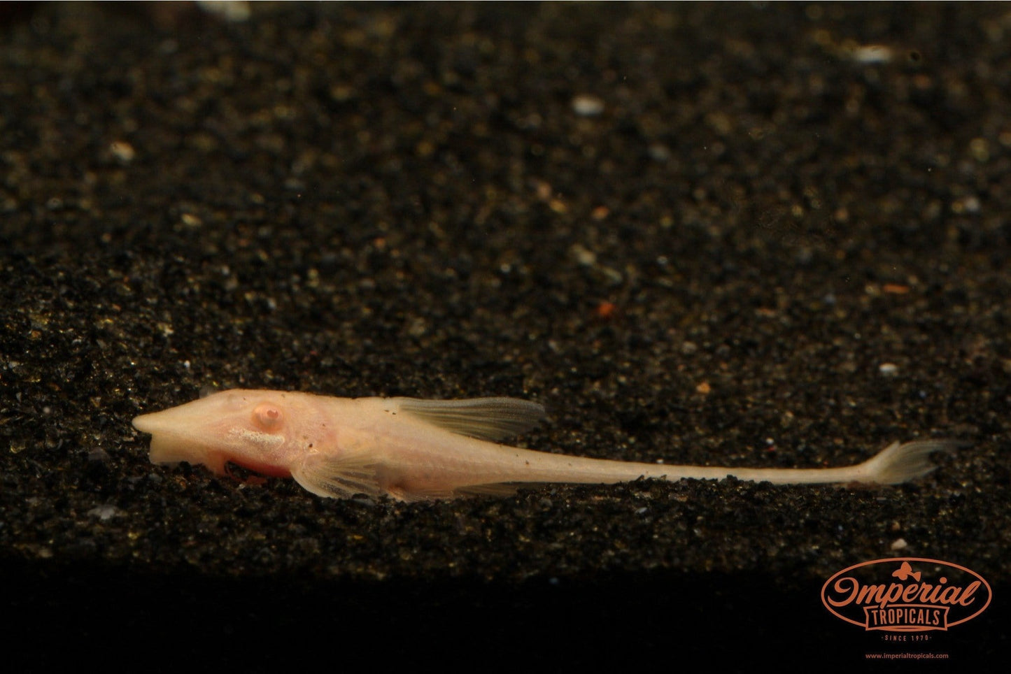 Albino Royal Farlowella (Sturisomatichthys aureus) - Imperial Tropicals