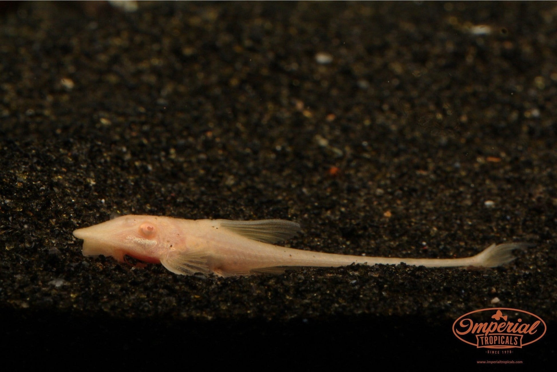 Albino Royal Farlowella (Sturisomatichthys aureus) - Imperial Tropicals