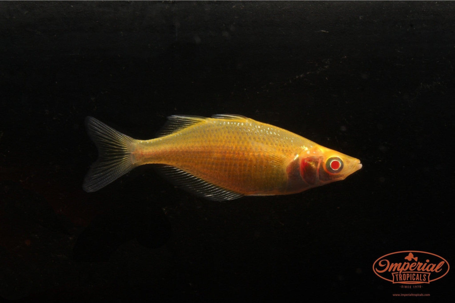 Albino Millennium Rainbowfish (Glossolepis pseudoincisus) - Imperial Tropicals