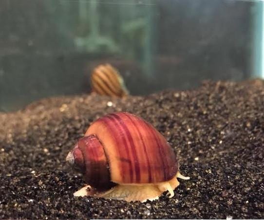 B-Grade Mystery Snail (Pomacea bridgesii) - Imperial Tropicals