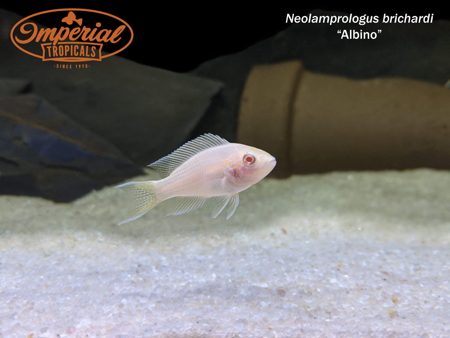 Albino Brichardi Cichlid