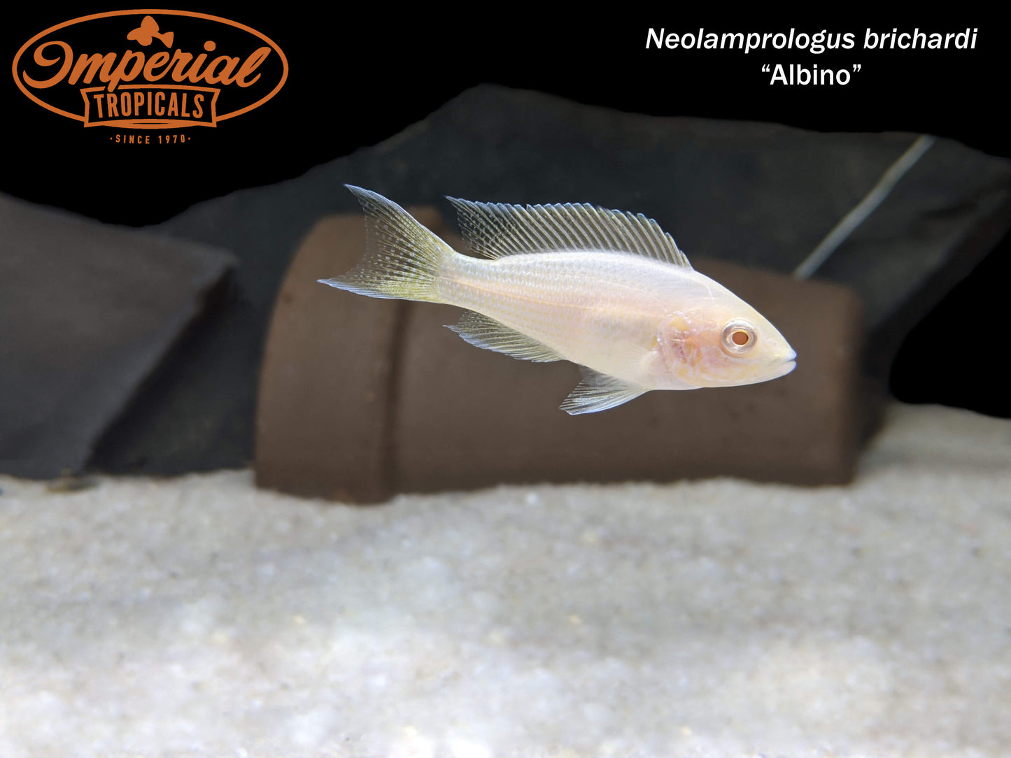 Albino Brichardi Cichlid